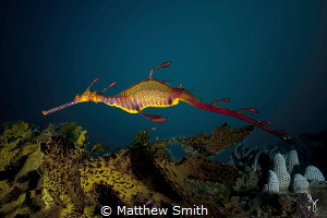 A weedy seadragon. Endemic to the southern coastlines of ... by Matthew Smith 